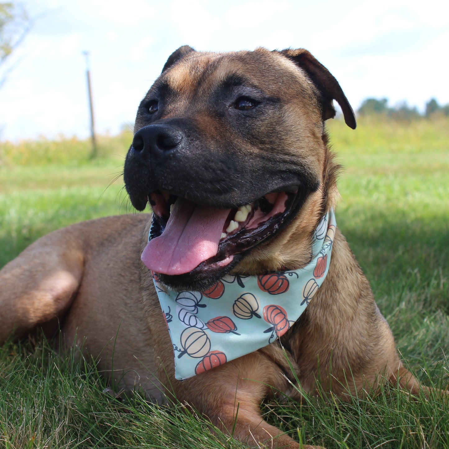 Pumpkin Patch Scrunchie Bandana