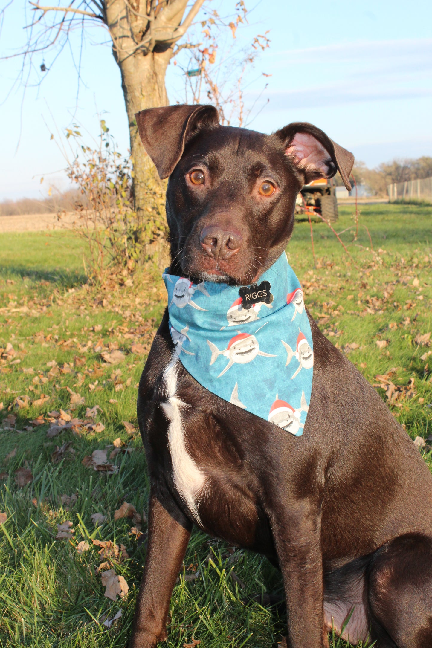 Christmas Shark Scrunchie Bandana