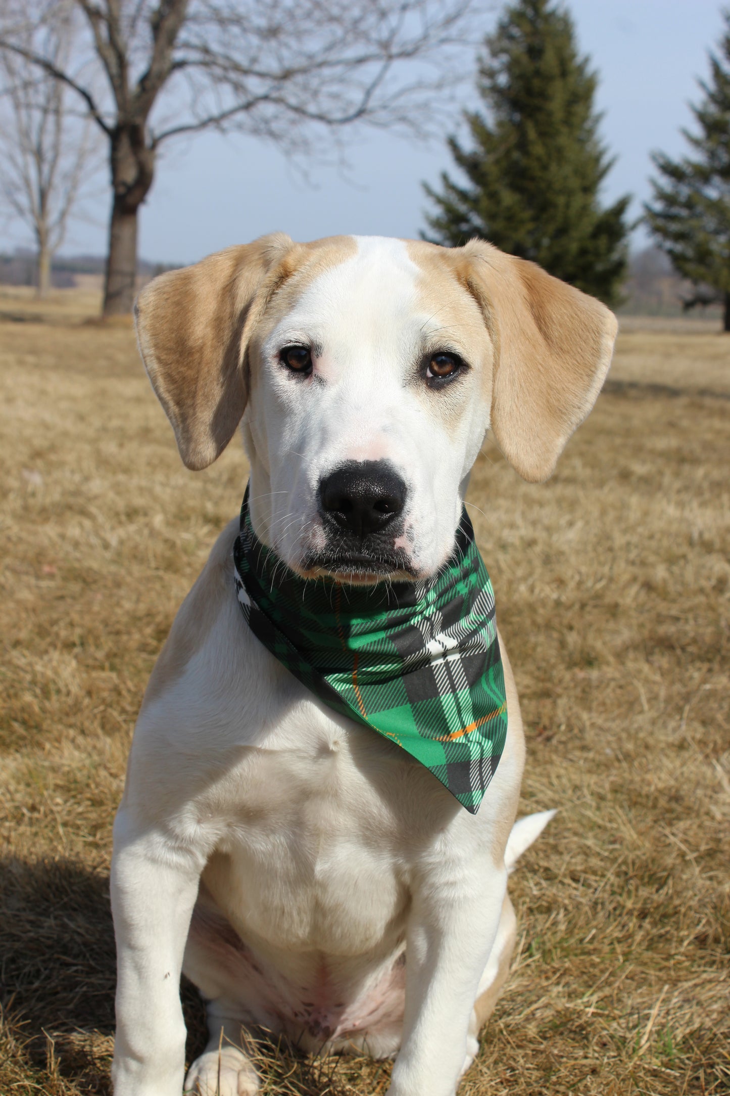 St.Patrick Plaid Scrunchie Bandana