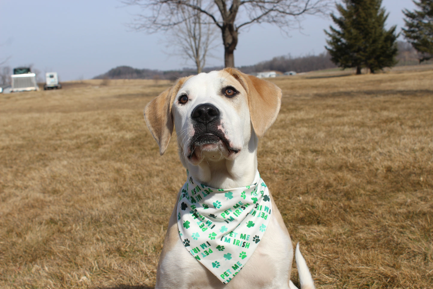 Pet me I'm Irish Scrunchie Bandana