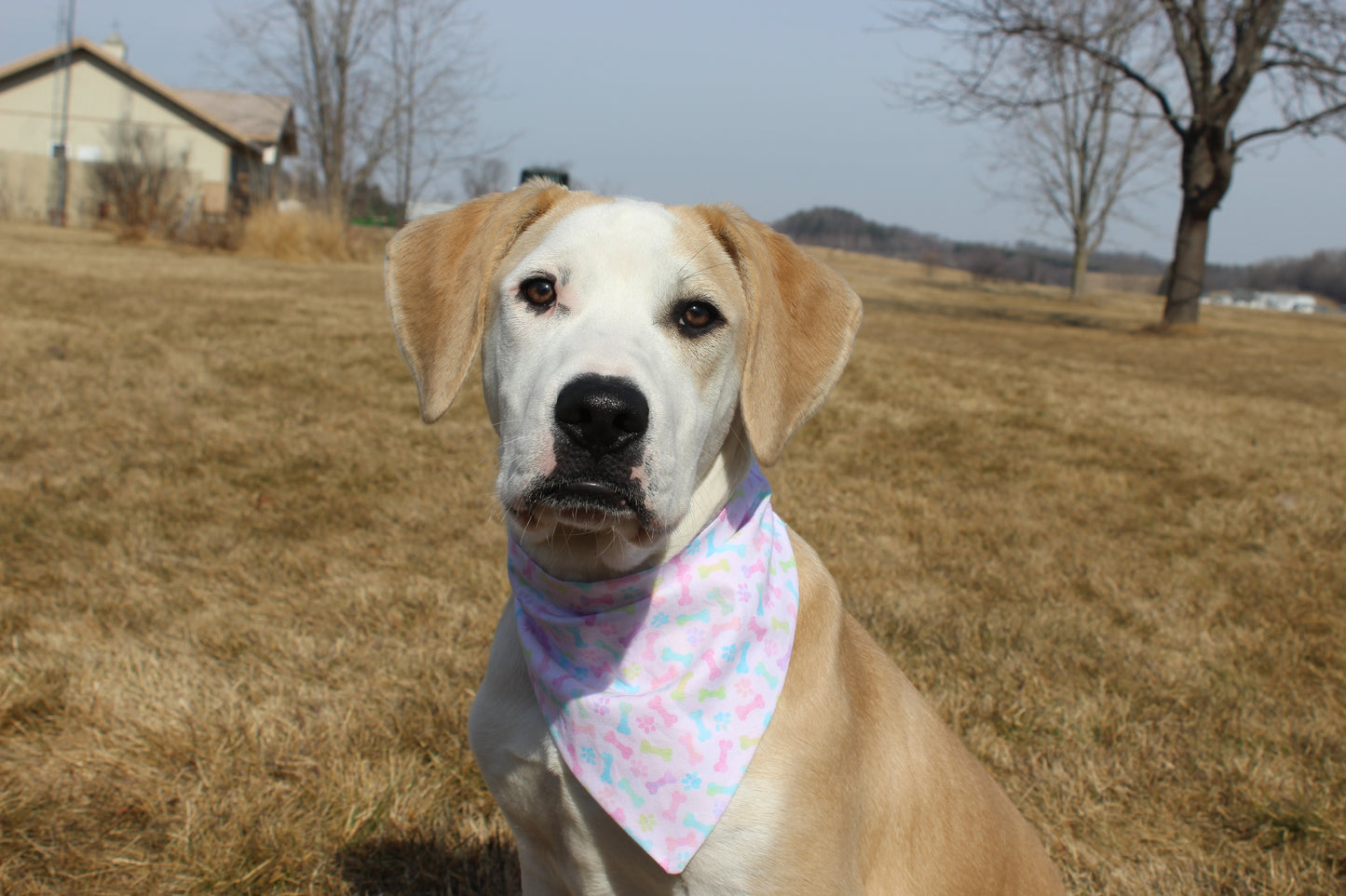 Spring Paw and Bones Scrunchie Bandana