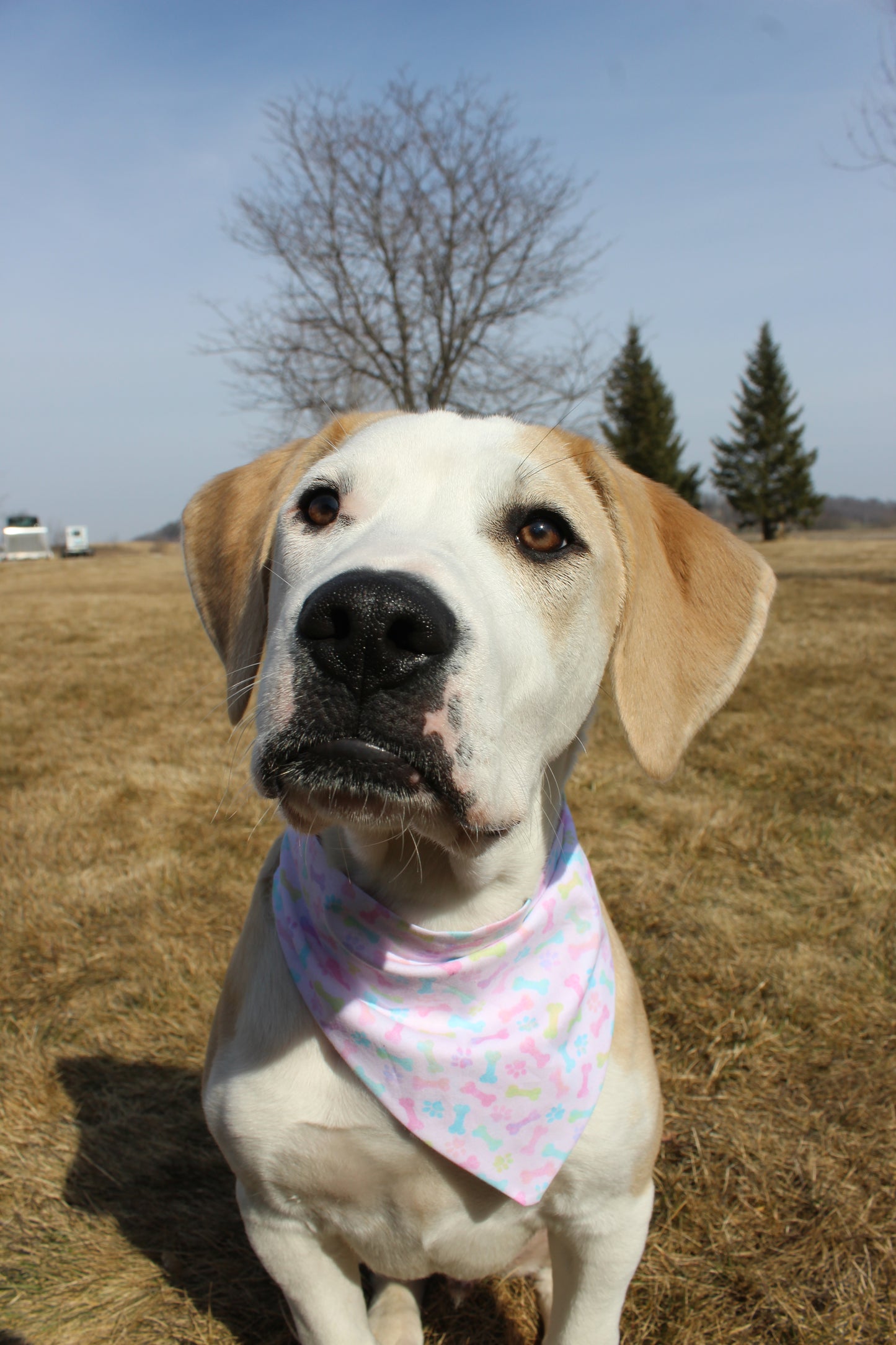 Spring Paw and Bones Scrunchie Bandana