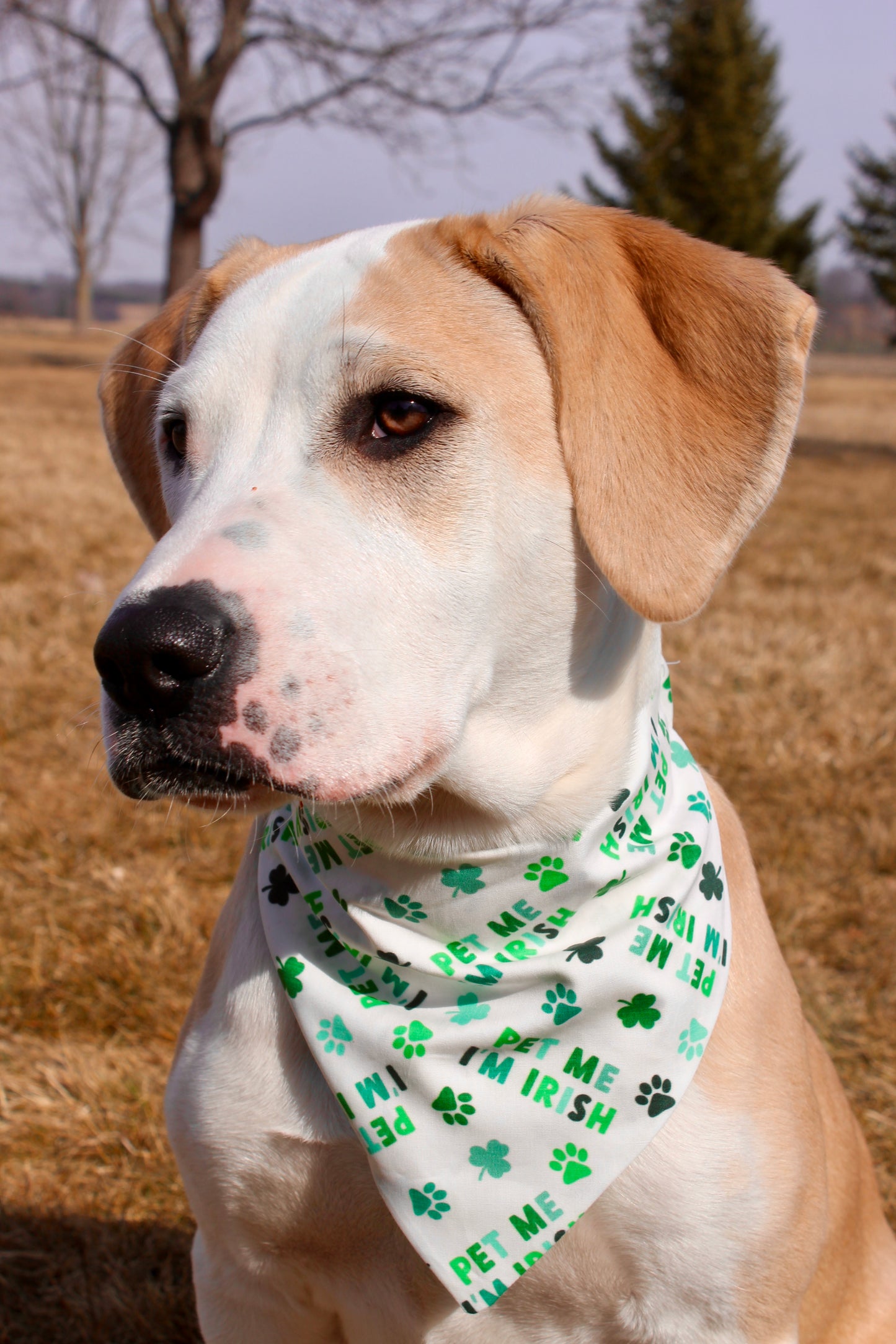 Pet me I'm Irish Scrunchie Bandana