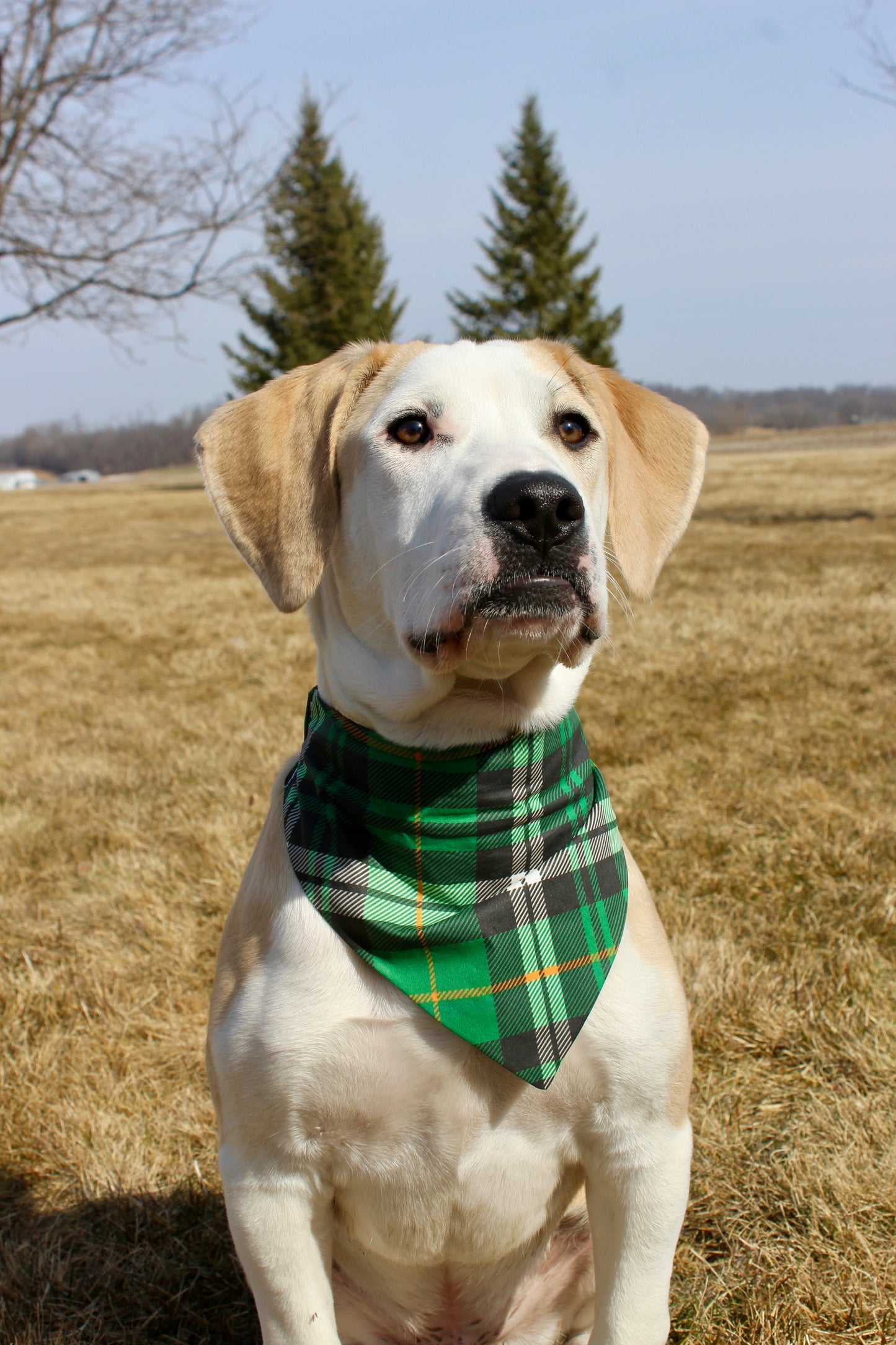 St.Patrick Plaid Scrunchie Bandana