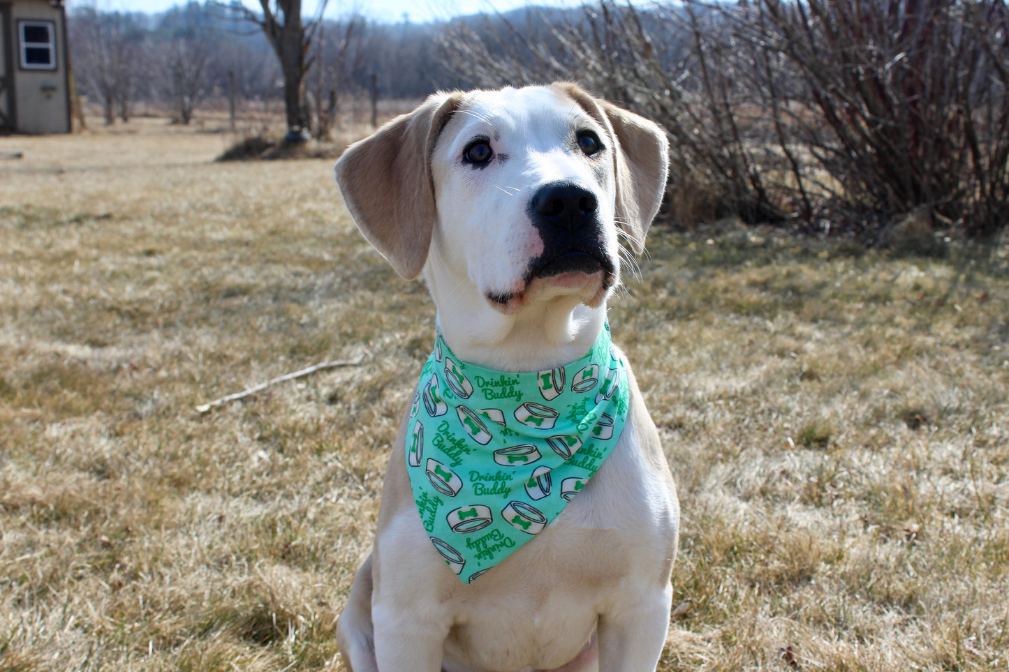 St.Patrick Drinking Buddy Scrunchie Bandana