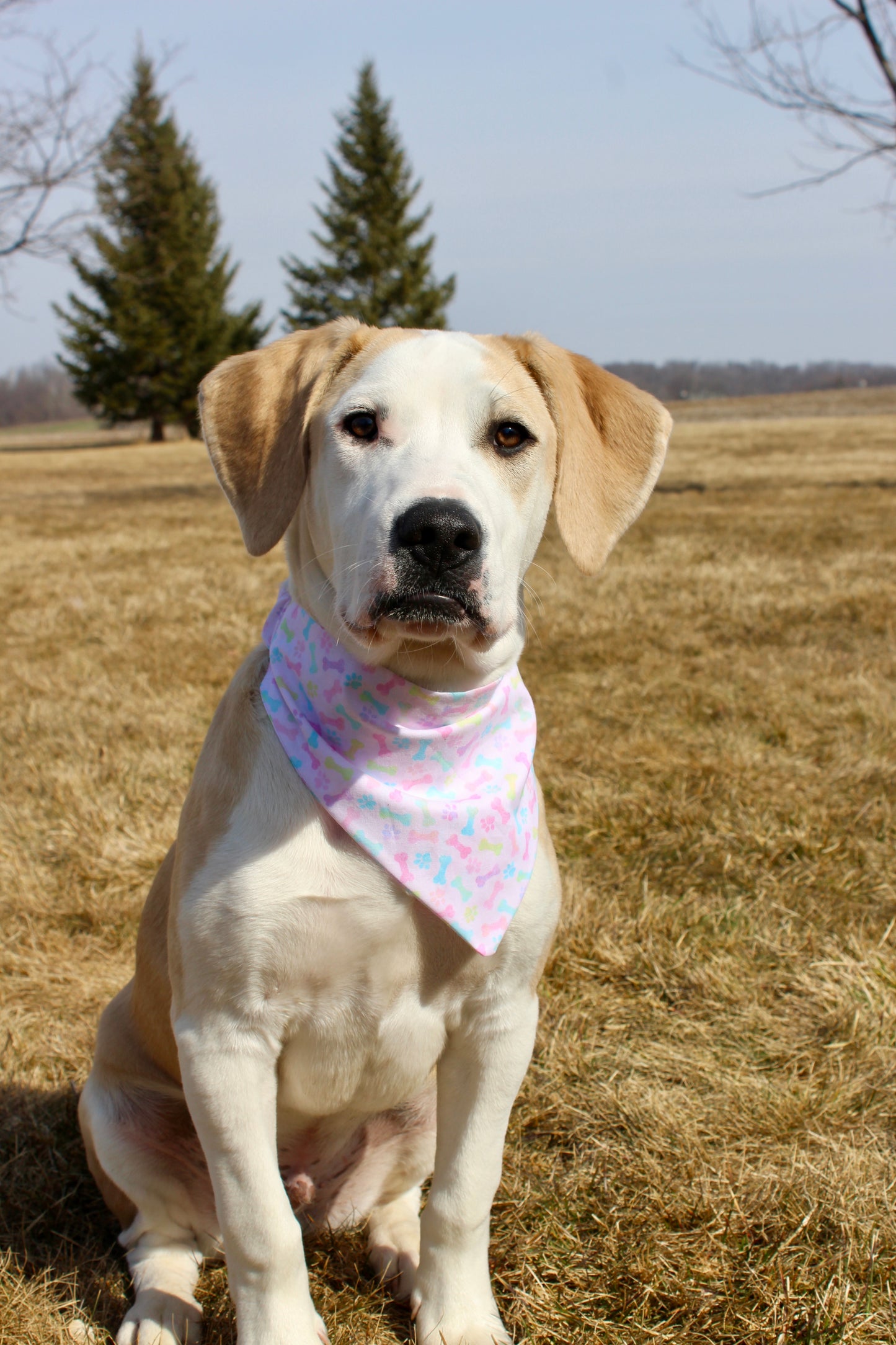 Spring Paw and Bones Scrunchie Bandana