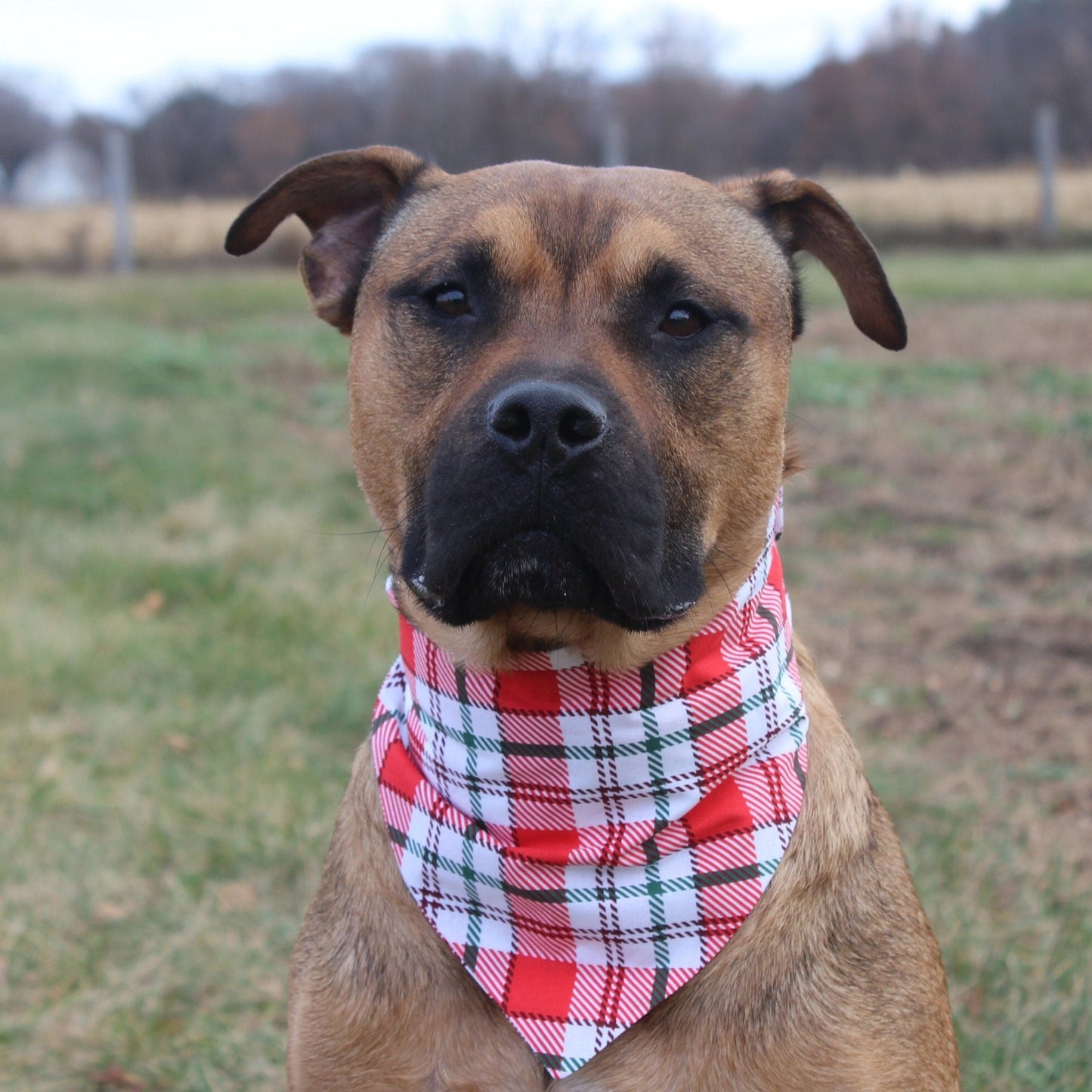 Red, White and Green Plaid Scrunchie Bandana