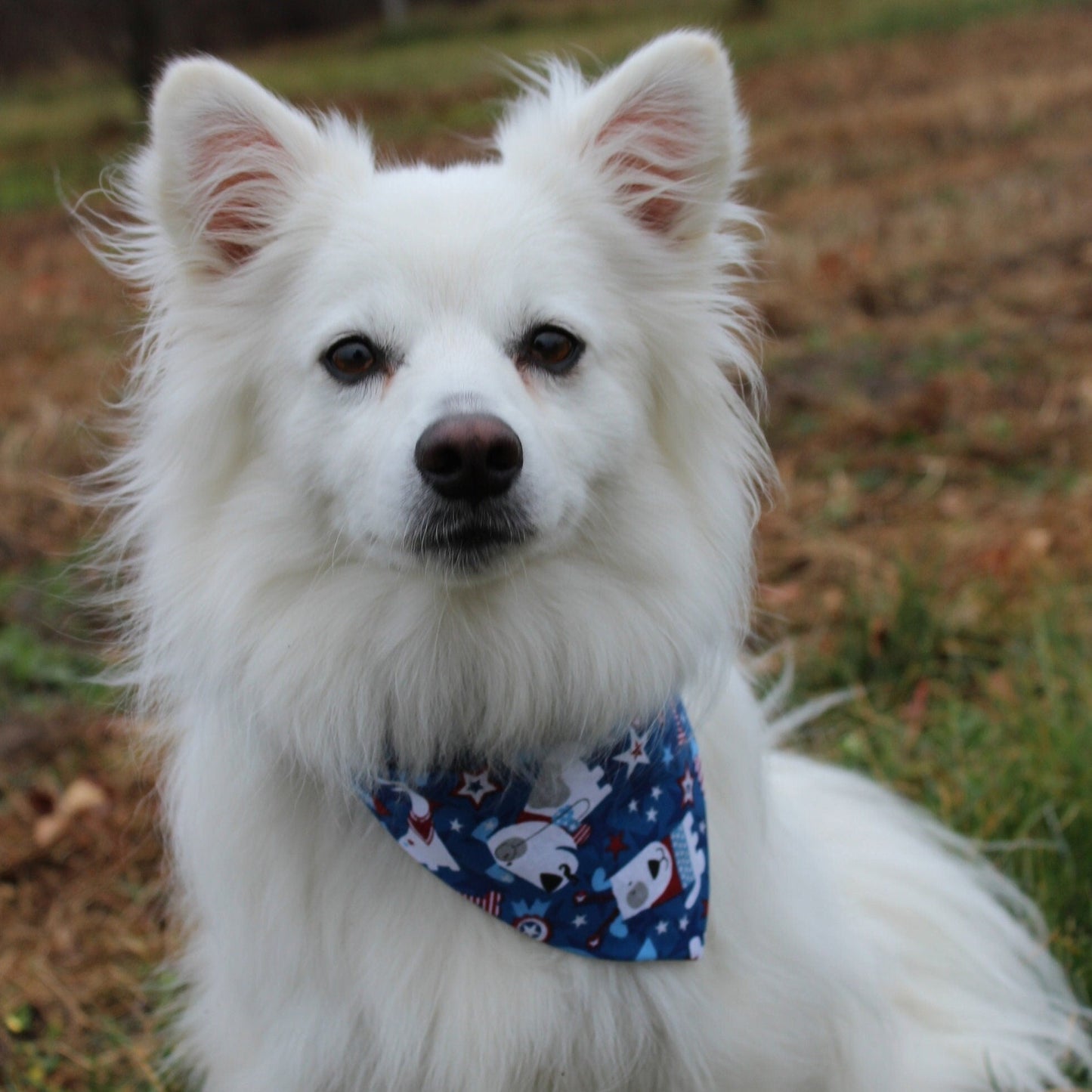 Independence Day Scrunchie Bandana