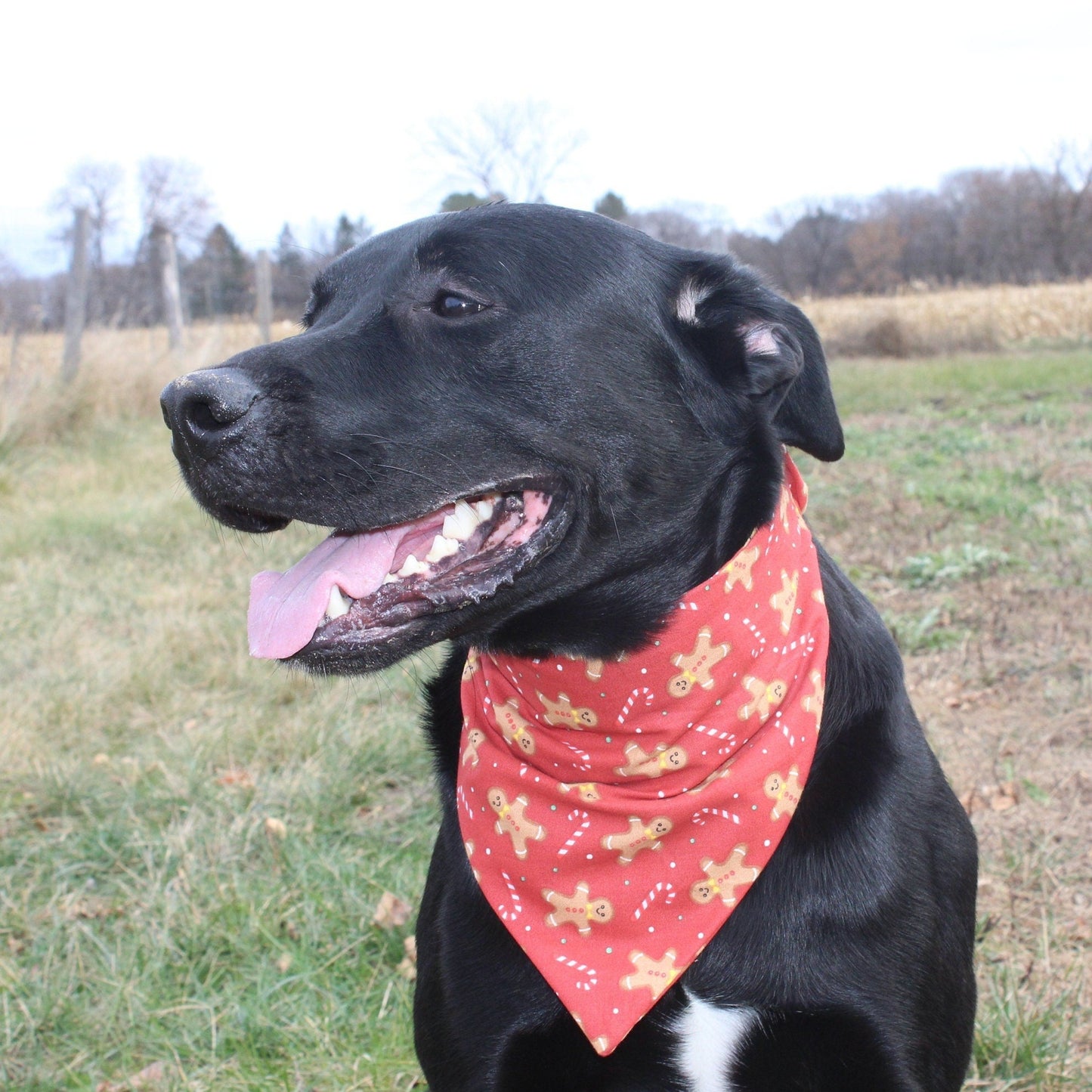 Red Gingerbread Cookie Scrunchie Dog Bandana